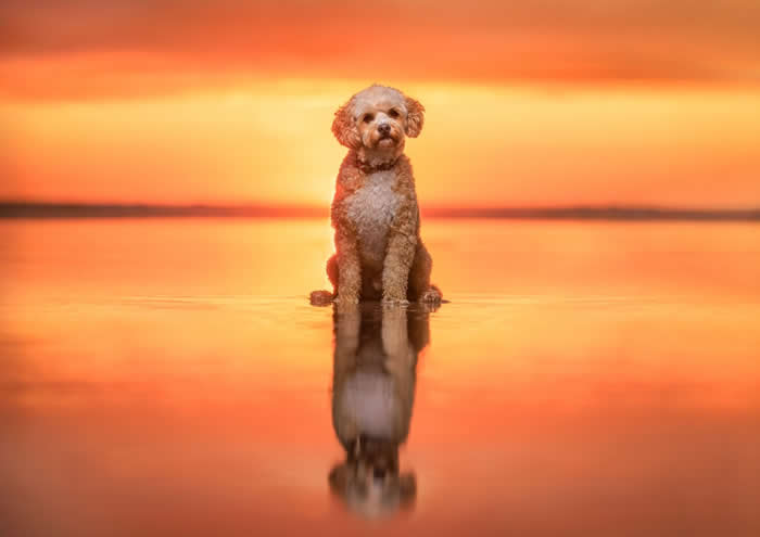 Pet Photography Awards 2025 Winners