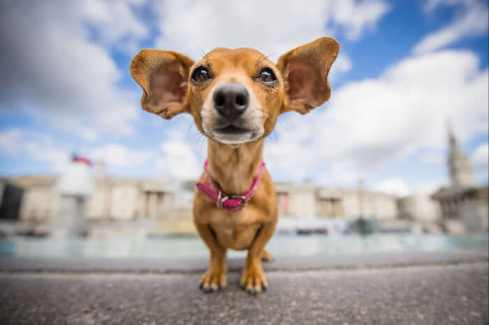 Pet Photography Awards 2025 Winners