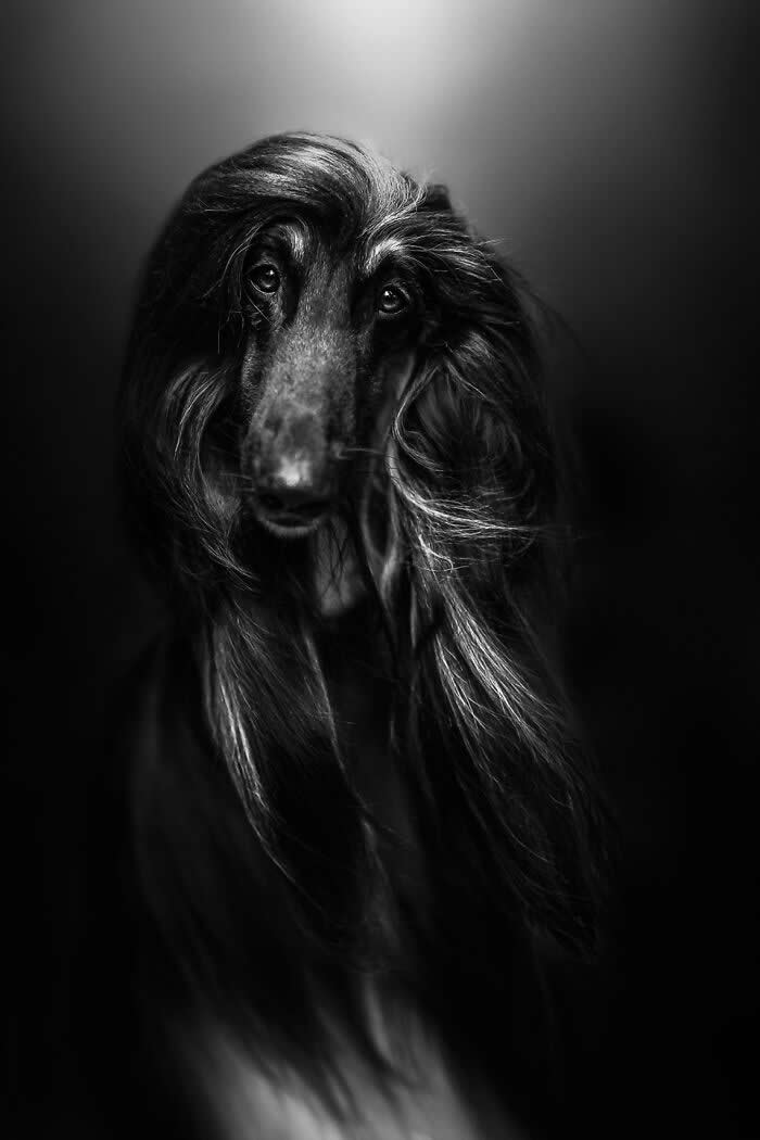 Pet Photography Awards 2025 Winners