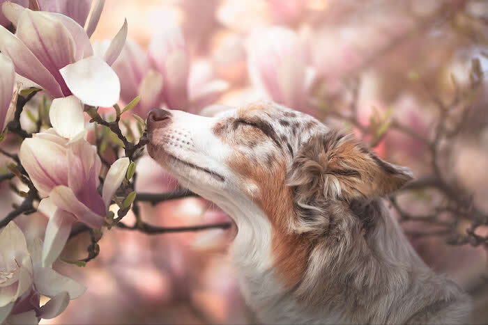 Pet Photography Awards 2025 Winners
