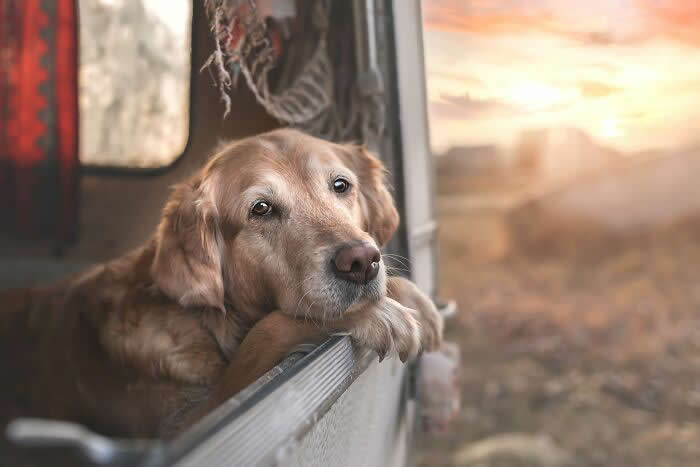 Pet Photography Awards 2025 Winners