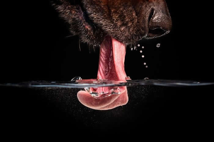 Pet Photography Awards 2025 Winners