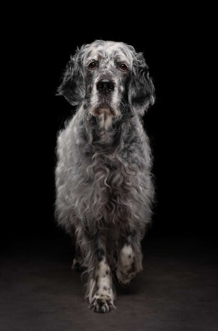 Pet Photography Awards 2025 Winners