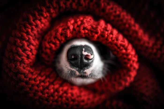 Pet Photography Awards 2025 Winners