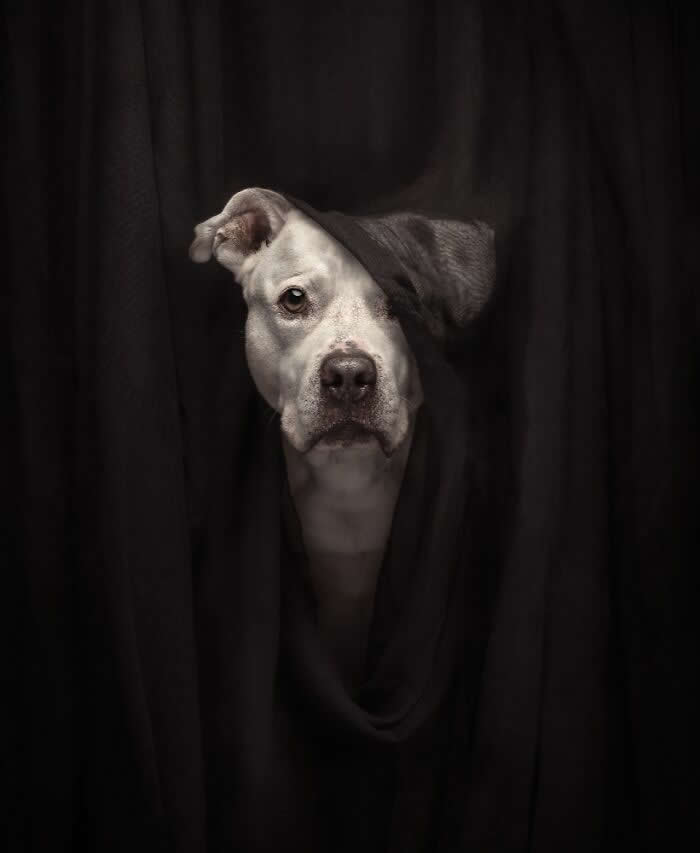 Pet Photography Awards 2025 Winners
