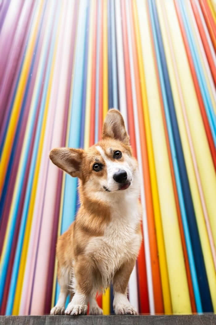 Pet Photography Awards 2025 Winners