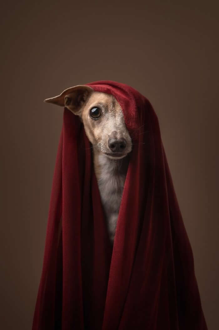 Pet Photography Awards 2025 Winners