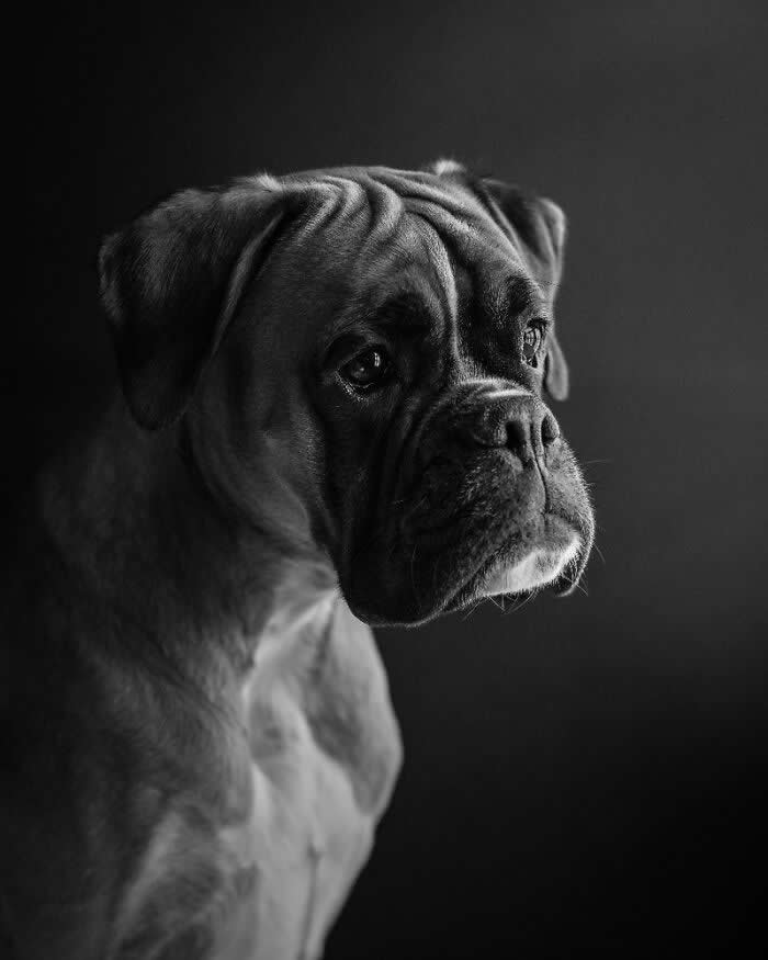 Pet Photography Awards 2025 Winners