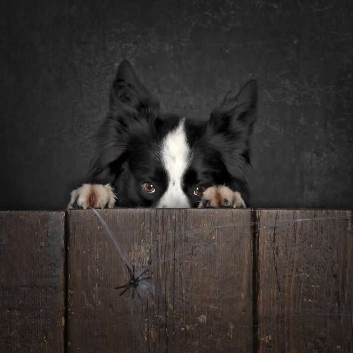 Pet Photography Awards 2025 Winners