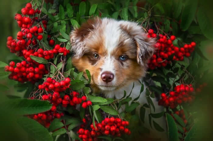 Pet Photography Awards 2025 Winners