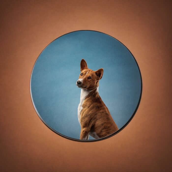 Pet Photography Awards 2025 Winners