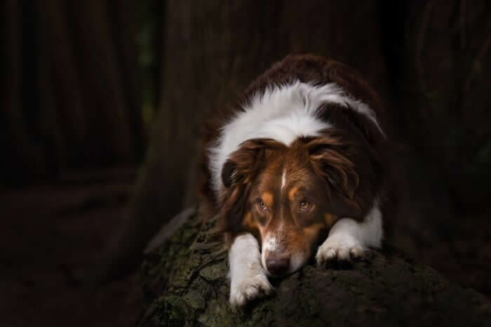 Pet Photography Awards 2025 Winners