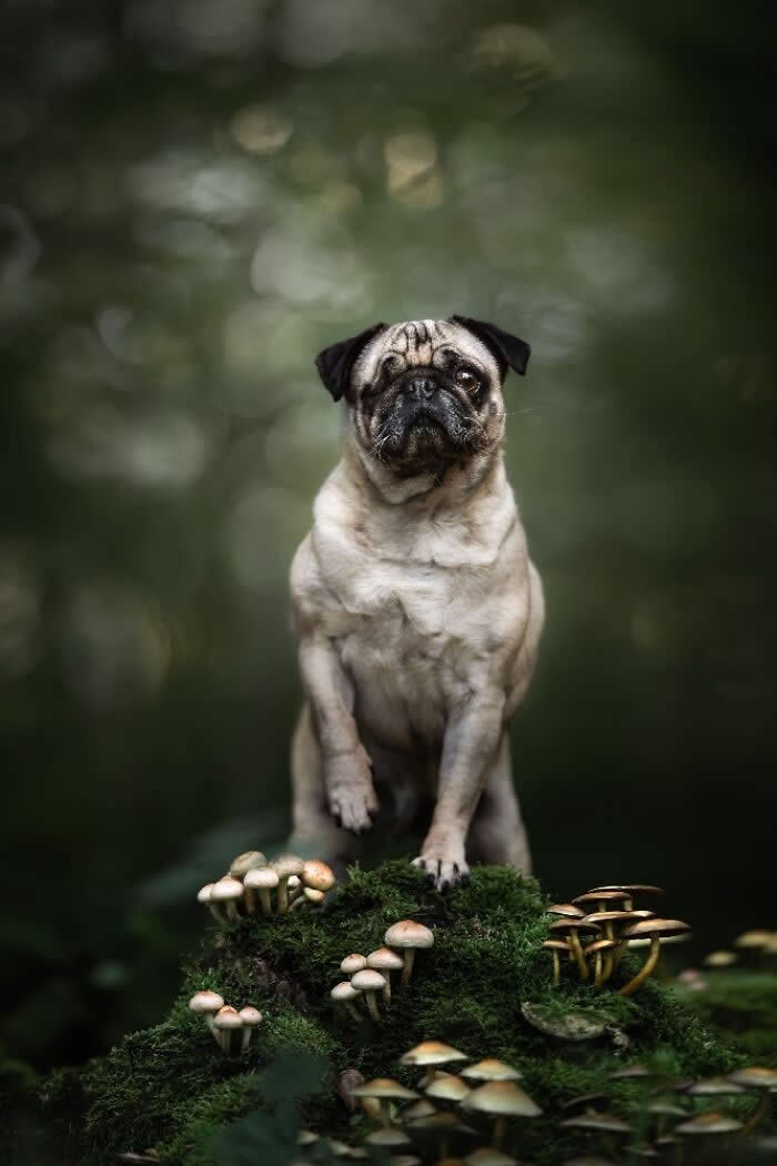 Pet Photography Awards 2025 Winners