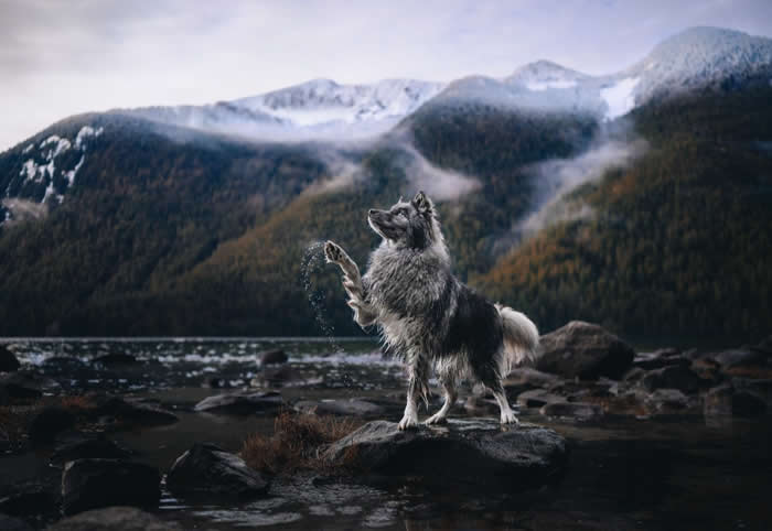 Pet Photography Awards 2025 Winners