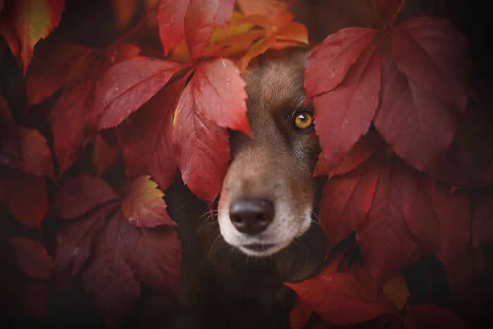 Pet Photography Awards 2025 Winners