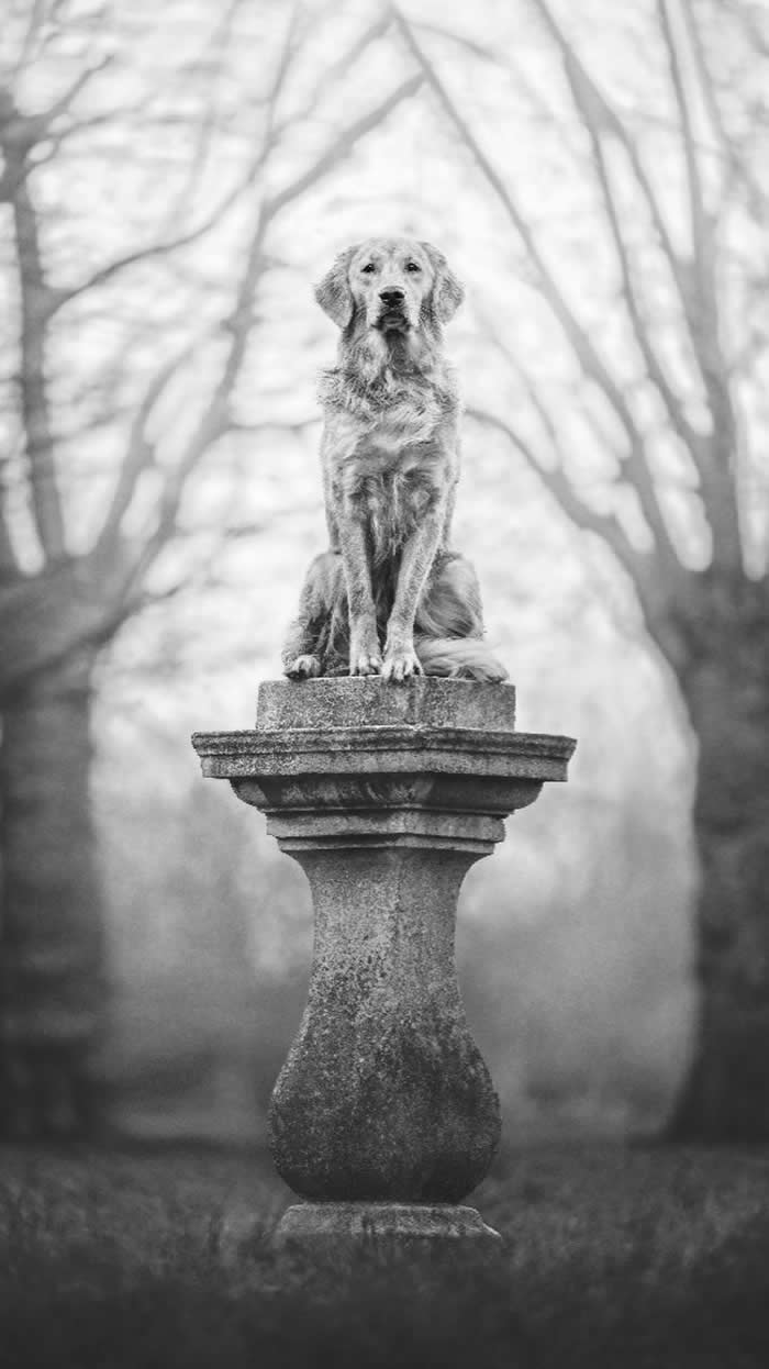 Pet Photography Awards 2025 Winners