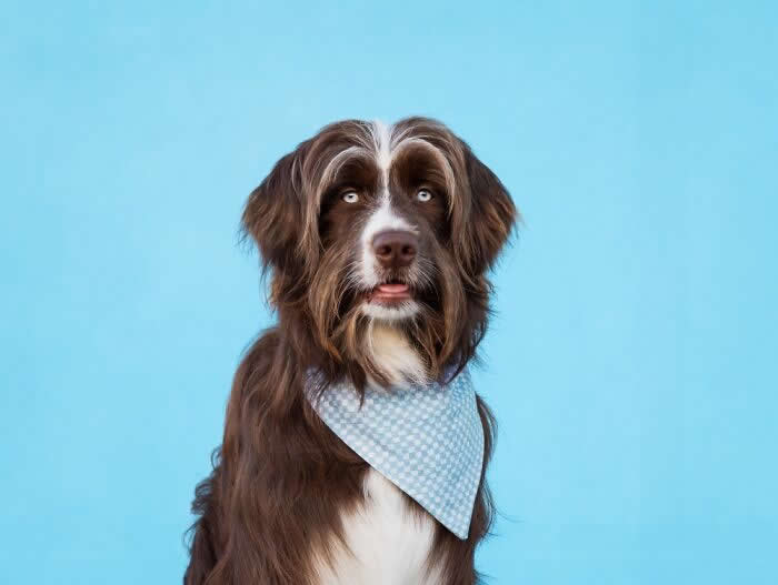 Pet Photography Awards 2025 Winners