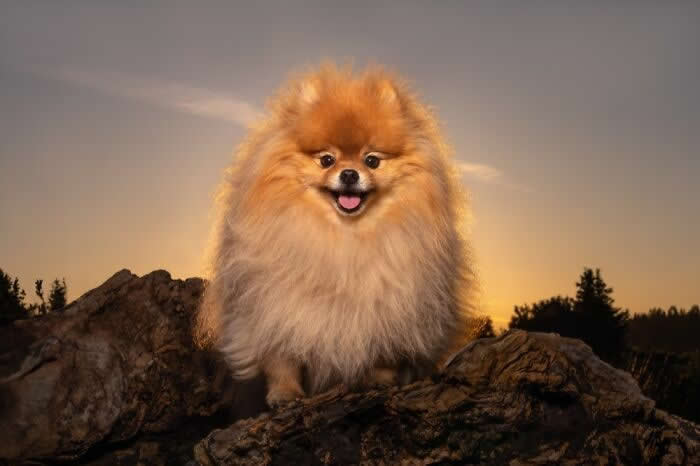 Pet Photography Awards 2025 Winners