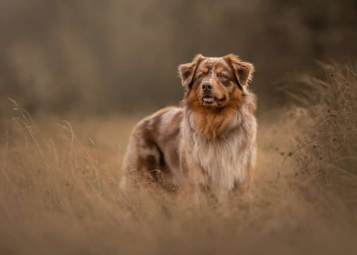 Pet Photography Awards 2025 Winners