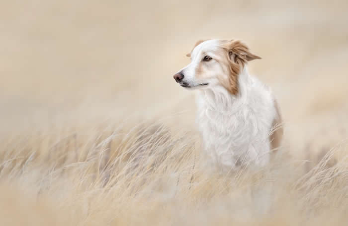 Pet Photography Awards 2025 Winners