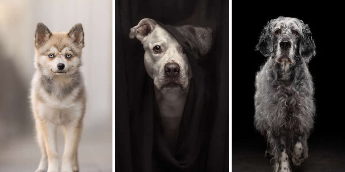 Pet Photography Awards 2025 Winners