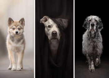 Pet Photography Awards 2025 Winners