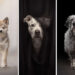 Pet Photography Awards 2025 Winners