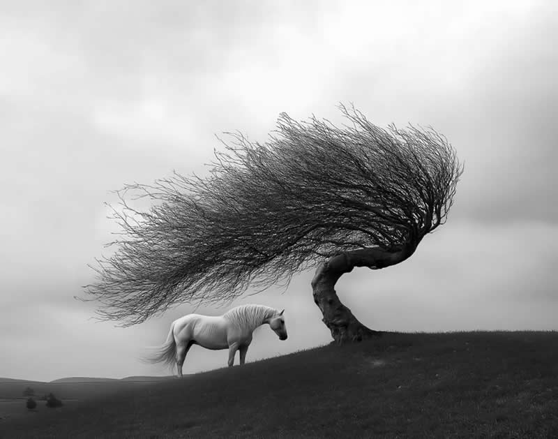 Horse and Tree - Soulful Black and White Photos