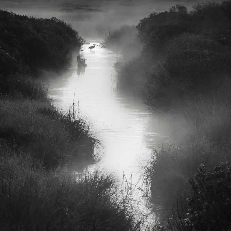 Morning heron - Soulful Black and White Photos