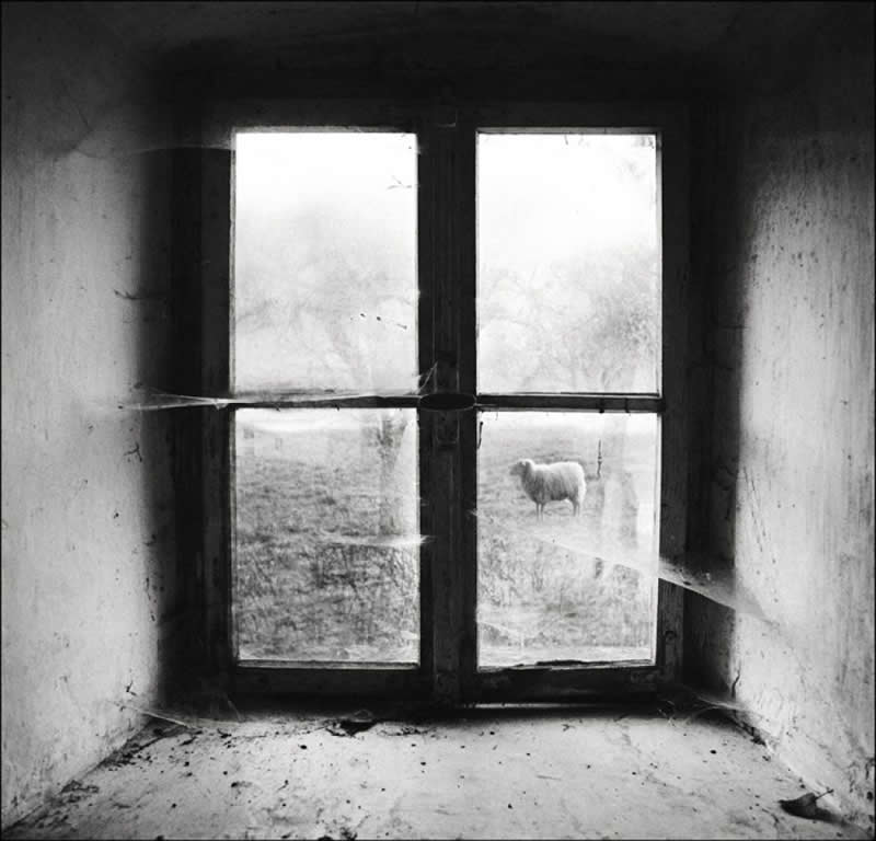 A Sheep through Window - Soulful Black and White Photos