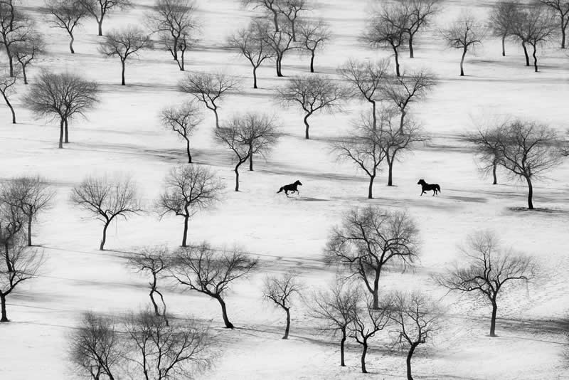 Run: two horses running to each other, 2018 - Soulful Black and White Photos