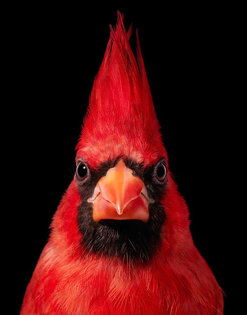 Northern Cardinal - Intimate Portraits of Rare and Endangered Birds by Tim Flach
