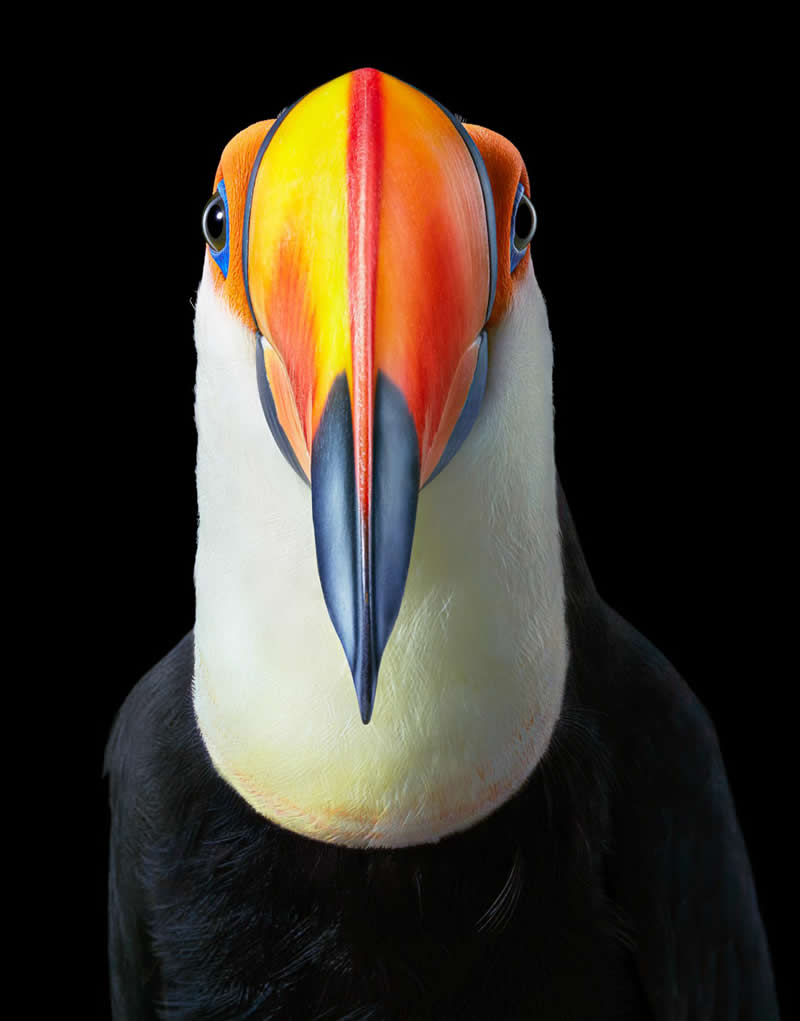 Toco Toucan - Front On - Intimate Portraits of Rare and Endangered Birds by Tim Flach