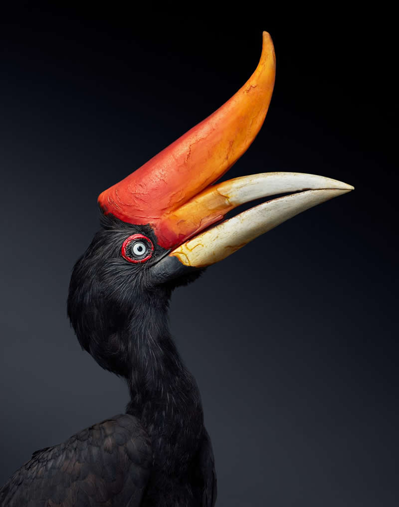 Rhinoceros Hornbill - Intimate Portraits of Rare and Endangered Birds by Tim Flach