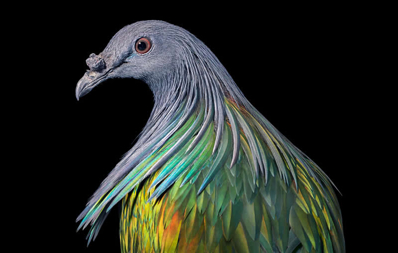 Nicobar Pigeon - Intimate Portraits of Rare and Endangered Birds by Tim Flach