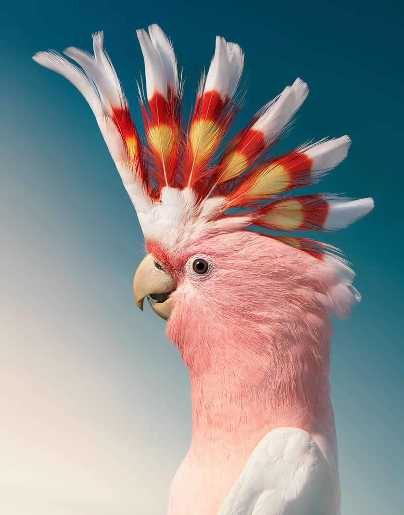 Major Mitchell's Cockatoo - Intimate Portraits of Rare and Endangered Birds by Tim Flach