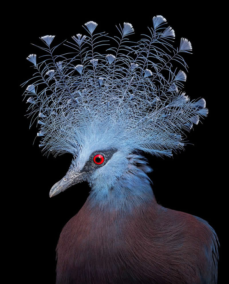 Victoria Crown Pigeon - Intimate Portraits of Rare and Endangered Birds by Tim Flach