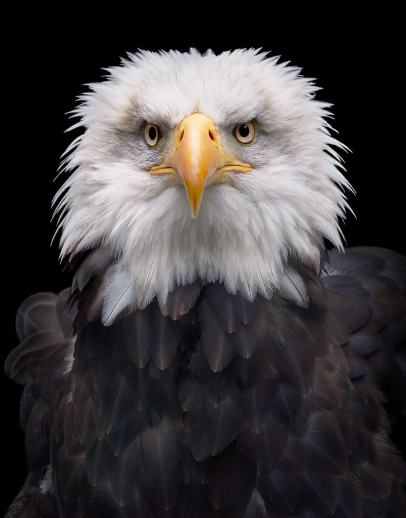 Bald Eagle - Intimate Portraits of Rare and Endangered Birds by Tim Flach
