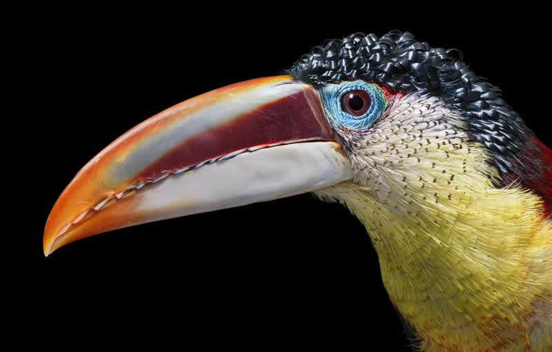 Curl Crested Aracari - Intimate Portraits of Rare and Endangered Birds by Tim Flach
