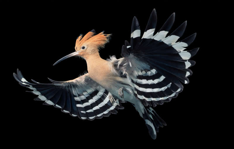 Europea Hoopoe - Flying - Intimate Portraits of Rare and Endangered Birds by Tim Flach