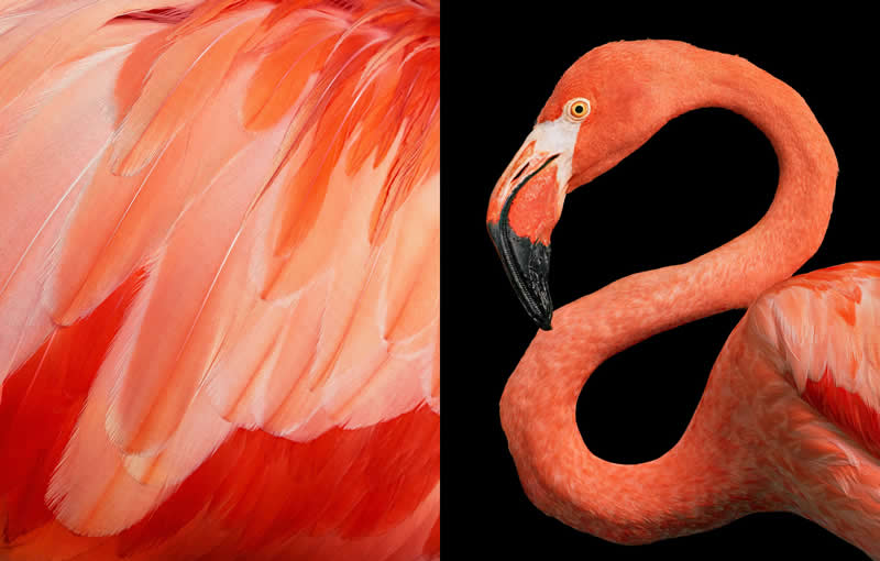 Flamingo Abstract - Intimate Portraits of Rare and Endangered Birds by Tim Flach