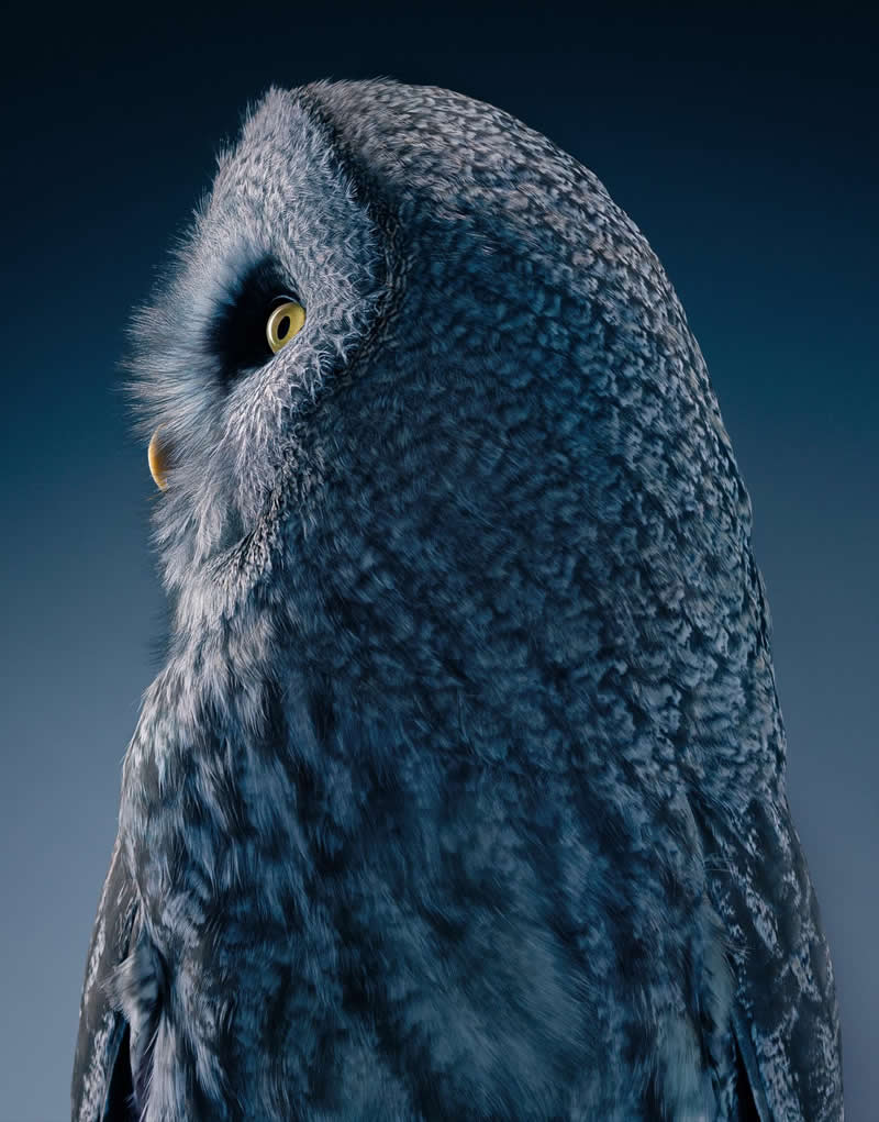 Great Grey Owl - Intimate Portraits of Rare and Endangered Birds by Tim Flach