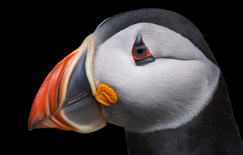 Atlantic Puffins - Intimate Portraits of Rare and Endangered Birds by Tim Flach