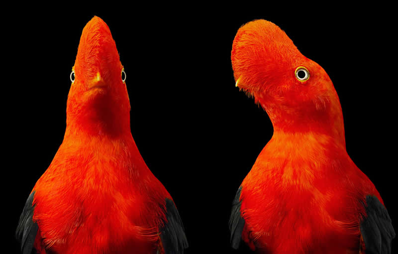 Andean Cock-of-the-Rock - Intimate Portraits of Rare and Endangered Birds by Tim Flach
