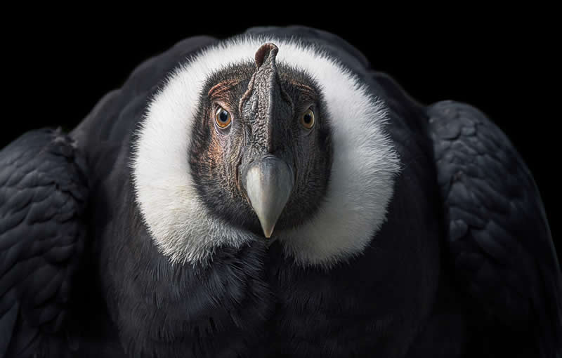 Andean Condor - Intimate Portraits of Rare and Endangered Birds by Tim Flach