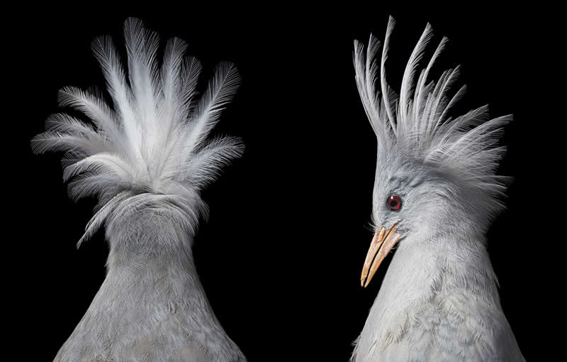 Kagu - Intimate Portraits of Rare and Endangered Birds by Tim Flach