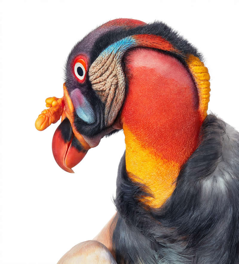 King Vulture - Intimate Portraits of Rare and Endangered Birds by Tim Flach