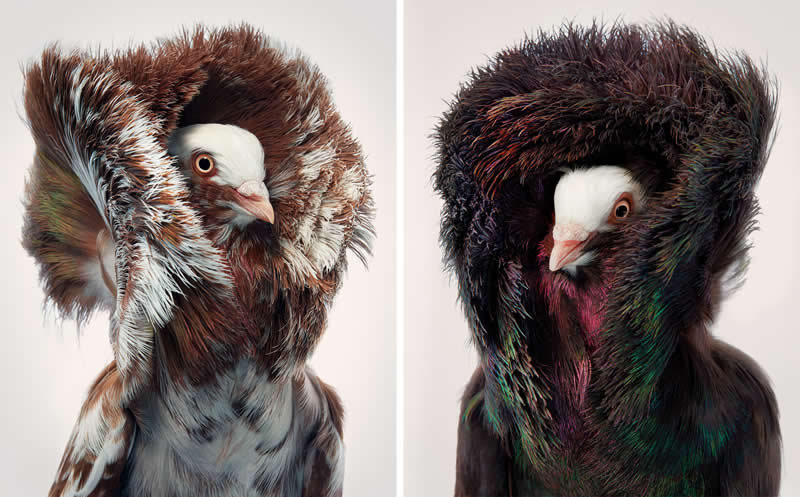 Jacobin Pigeons - Intimate Portraits of Rare and Endangered Birds by Tim Flach