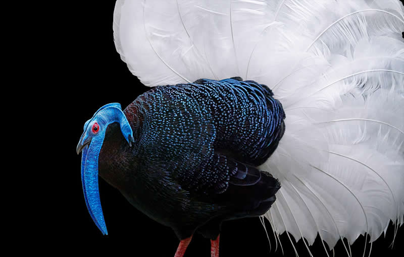 Bulwers Pheasant - Intimate Portraits of Rare and Endangered Birds by Tim Flach