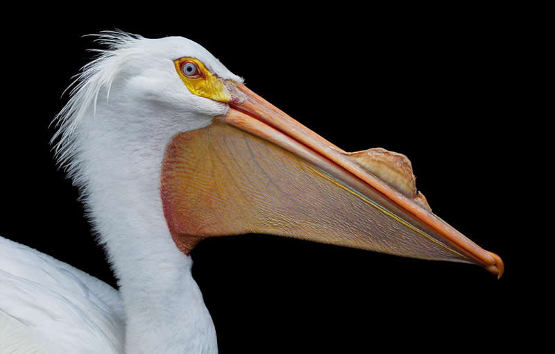 American White Pelican - Intimate Portraits of Rare and Endangered Birds by Tim Flach